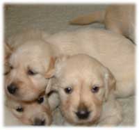 pet-friendly dogs welcome cottages