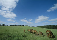 laois self-catering cottages