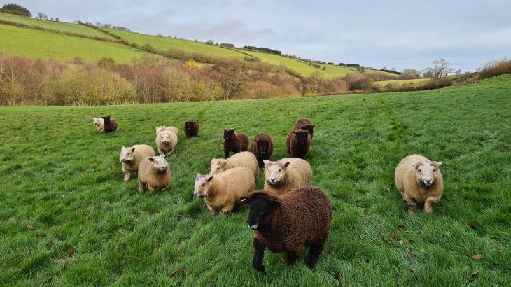 Cefn-nant Lodge - Photo 19