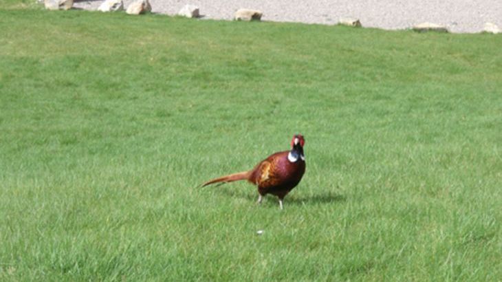 Weiroch Lodge - Photo 17