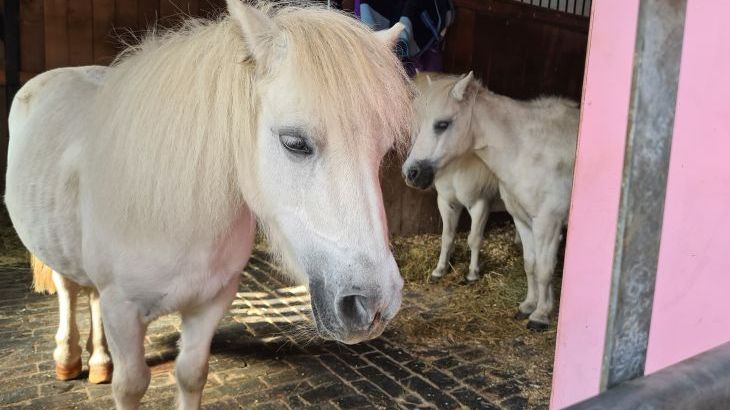 Emma's Dairy - With Indoor Pool, Sports Area & Under 5yrs play area included - Photo 21