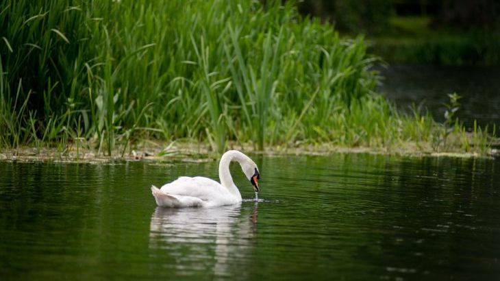 Tincleton Lodge - Photo 48