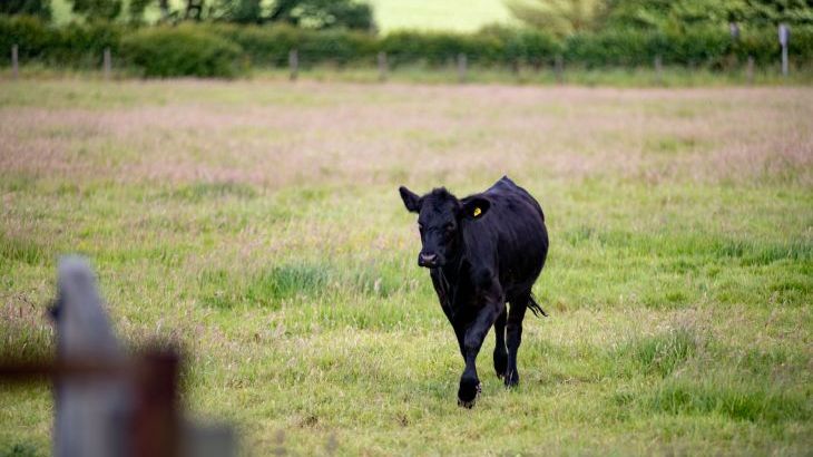 Tincleton Lodge - Photo 60