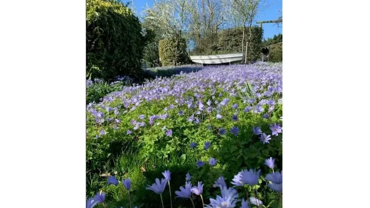 Petite Fleur - Photo 22