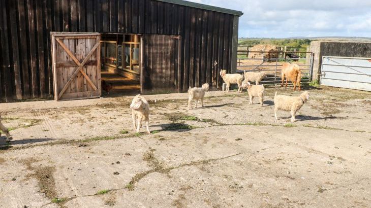 Saddlers Cottage, Berllandeg Farm - Photo 25