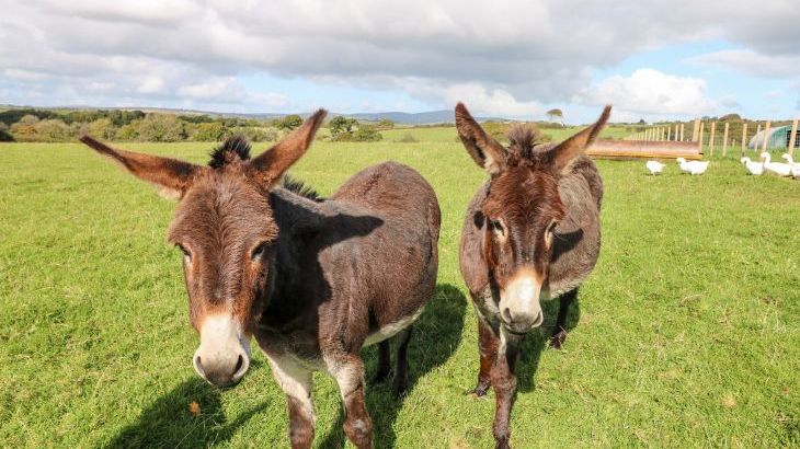 Saddlers Cottage, Berllandeg Farm - Photo 26